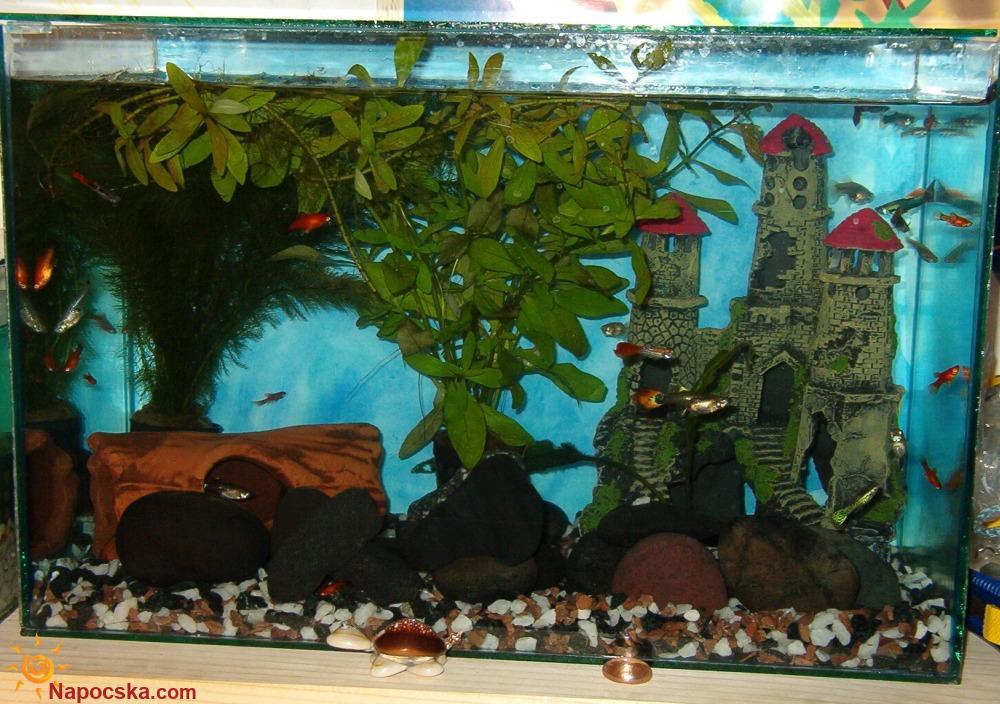 2005 novemberi kép az akváriumomról