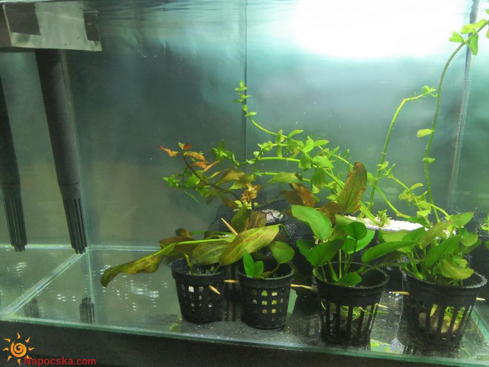 Növényes karantén akvárium